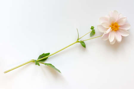 Pink dahlia on white. Beautiful delicate summer flowerの写真素材