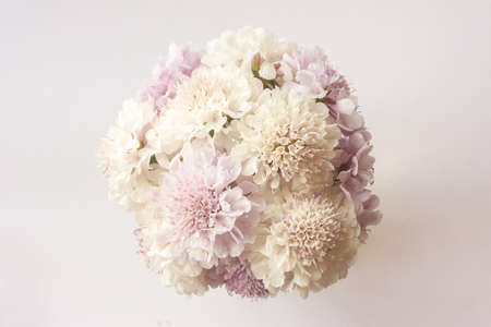 Bouquet of white and pink scabiosa flowers on a white background. Beautiful floral background, flatの写真素材