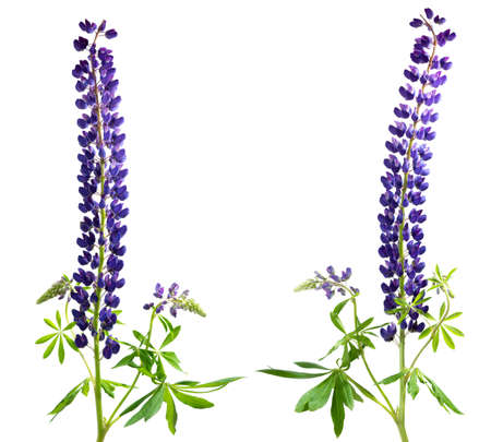 Two lupine inflorescences isolated on white. Dark blue spring flowerの写真素材