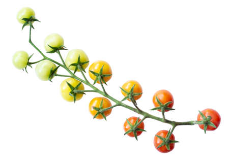 Branch of ripe and ripening cherry tomato isolated on whiteの写真素材