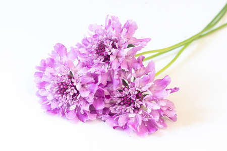 Three purple scabiosa on a white background. Light floral backdrop with autumn flowersの写真素材