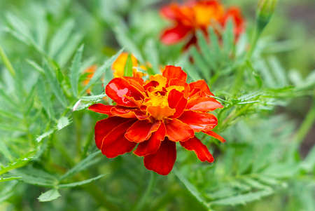 Beautiful orange marigold (Tagetes) in the garden. Summer flowers in parkの写真素材