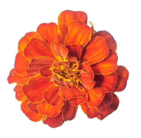 Orange marigold (Tagetes) flower isolated on white. Cultivated garden plantsの写真素材
