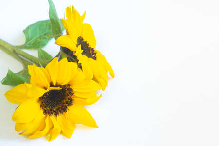 Two beautiful small decorative sunflowers on a white background. Floral rustic backdropの写真素材