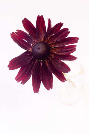 Dark burgundy rudbeckia flower on a white background. Autumn cut flowersの写真素材
