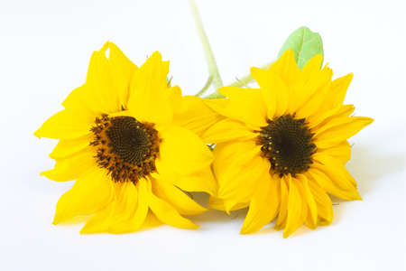 Two beautiful small decorative sunflowers on a white background. Floral rustic backdropの写真素材