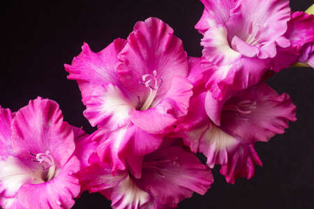 Double inflorescence of pink gladiolus on a black background. Beautiful flower close upの写真素材