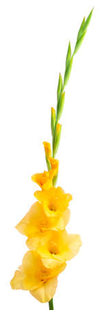 Lush inflorescence of yellow gladiolus isolated on white. Beautiful summer and autumn flowersの写真素材