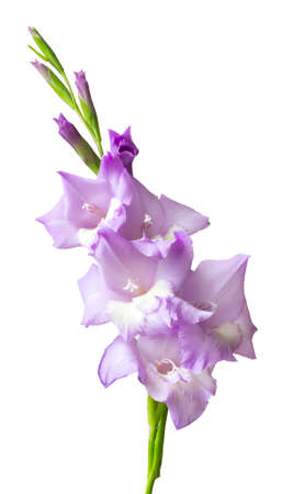Lush inflorescence of lilac gladiolus isolated on white. Beautiful summer and autumn flowersの写真素材