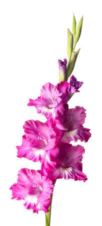 Lush inflorescence of pink gladiolus isolated on white. Beautiful summer and autumn flowersの写真素材