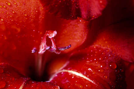 Red gladiolus flower in dew close-up. Natural floral background, wedding or birthday celebrationの写真素材