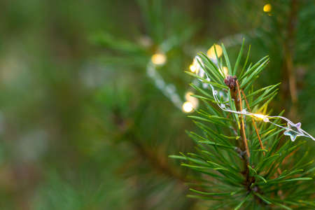Garland on pine branches in the forest. New year mood, christmas winter dayの写真素材