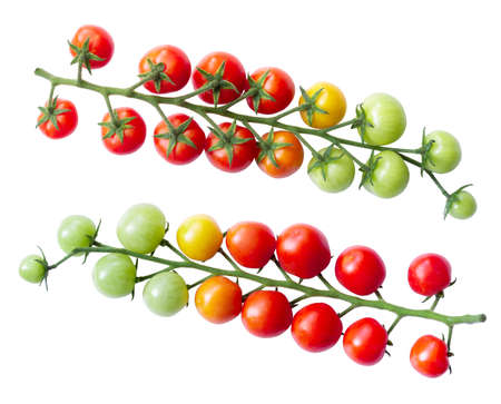 Branch of ripening cherry tomato isolated on white. Harvest season.の写真素材