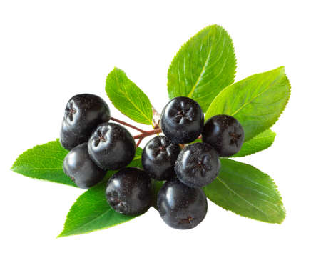Chokeberry branch with foliage isolated on white. Ripe berries and leavesの写真素材