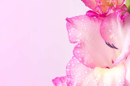 White-pink inflorescence of gladiolus in dew drops on a pink background. Delicate flowersの写真素材