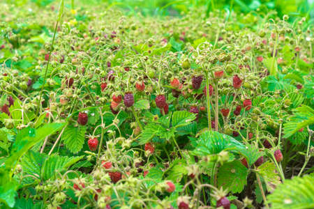 Glade with ripe strawberries in the garden. Harvest seasonの写真素材