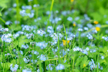 Glade with blue forget-me-nots (Myosotis) in the spring forest. Natural flower backgroundの写真素材