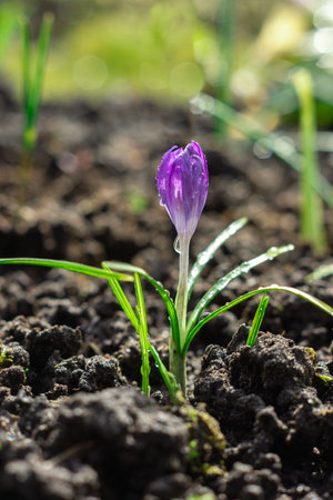 Purple crocus in early spring sunlight, first flowersの写真素材
