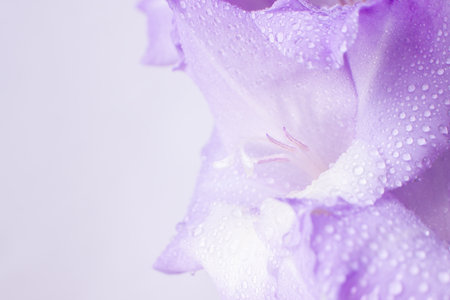 Delicate flower of gladiolus in water drops. Purple floral backgroundの写真素材