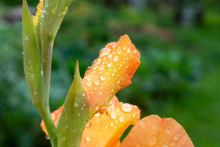 Natural floral background with yellow gladiolus flowers after rain in the gardenの写真素材
