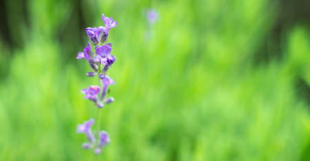 Natural floral background with purple lavender (Lavandula) flowers inflorescenceの写真素材