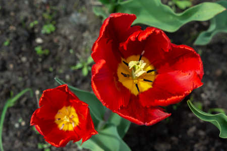 Two beautiful red tulips in the gardenの写真素材