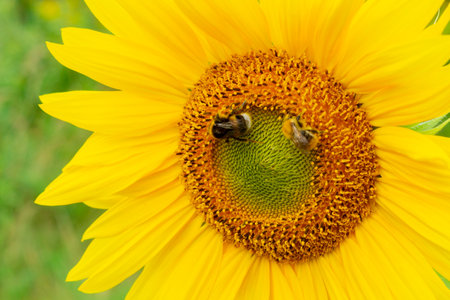 Bee and bumblebee on blooming sunflower in the fieldの写真素材