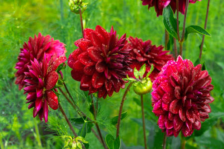 Lush red dahlia flowers in the garden after rain. Natural floral backgroundの写真素材