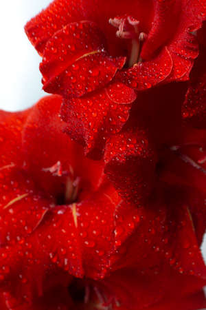 Bright red gladiolus in water drops. Beautiful flower backgroundの写真素材