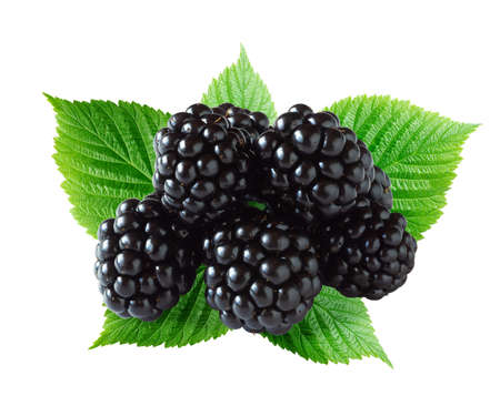 Heap of ripe blackberries with foliage isolated on whiteの写真素材