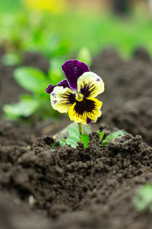 Yellow-violet pansy flower. Early spring plantsの写真素材