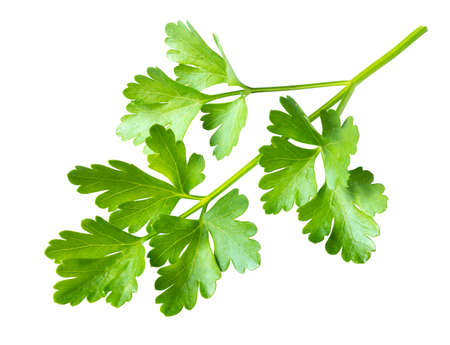 Branch of fresh green parsley isolated on white. Spicy aromatic herbsの写真素材