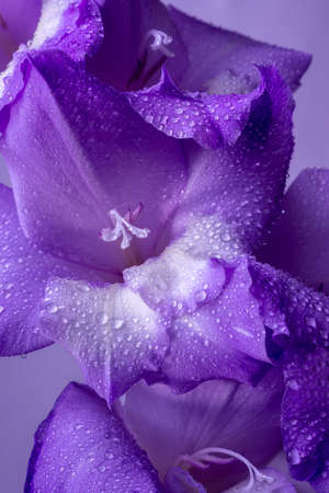 Delicate flower of gladiolus in water drops. Purple floral backgroundの写真素材