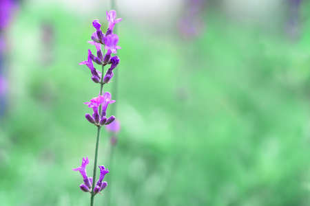 Natural floral background with purple lavender (Lavandula) flowers inflorescenceの写真素材