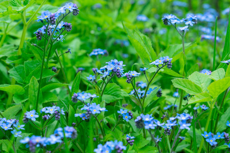 Glade with blue forget-me-nots (Myosotis) in the spring forest. Natural flower backgroundの写真素材