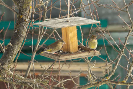 Greenfinches on a tree feeder in the winter garden. Taking care of wild birds during the cold seasonの写真素材