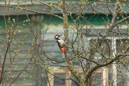 Great spotted woodpecker on a tree in the garden in springの写真素材