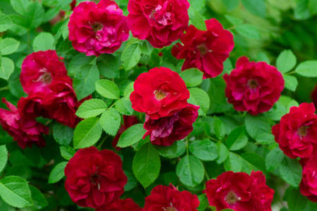 Blooming bush with lots of red roses. Natural floral background, shallow depth of fieldの写真素材