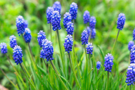 Beautiful muscari flowers in the garden. Natural floral background with blue flowersの写真素材