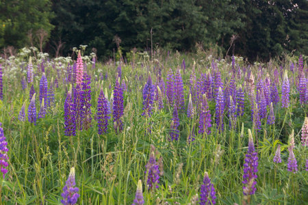 Field with purple lupins (Lupinus). Floral natural backgroundの写真素材