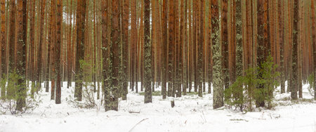Dense pine forest covered with snow on a winter dayの写真素材