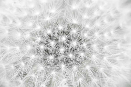 Dandelion seeds, macro. Close-up natural backgroundの写真素材
