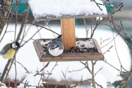An eurasian nuthatch or wood nuthatch (Sitta europaea) took a seed from a feeder in the winter gardenの写真素材
