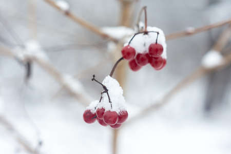 Snow-covered clusters of red viburnum in the winter garden on a cloudy day. Shallow depth of field, berries close-upの写真素材