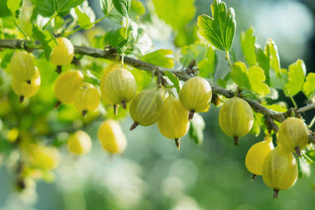 A branch with a bunch of ripe yellow-green gooseberries (Ribes uva-crispa) in an orchard. Farming harvest seasonの写真素材