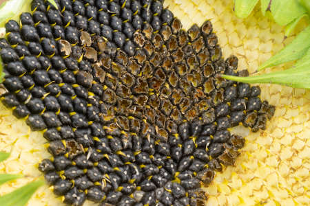 The sunflower is pecked out by wild birds, close up. Growing season, garden pestsの写真素材