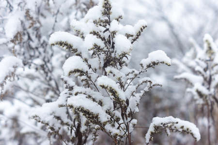 Field grass covered with snow on a cold winter day. Natural seasonal backgroundの写真素材