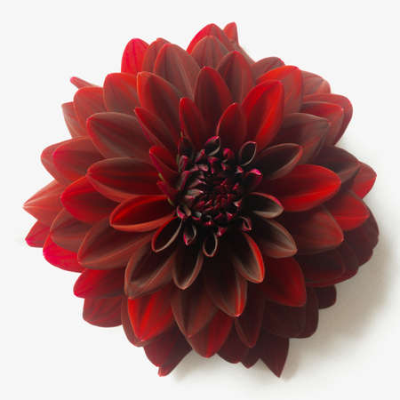 Lush red dahlias on white. Large burgundy flower close-upの写真素材
