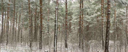 Pine forest with snow-covered trees on a cold winter day. Natural panoramic background, Christmas moodの写真素材