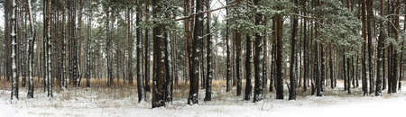 Pine forest with snow-covered trees on a cold winter day. Natural panoramic background, Christmas moodの写真素材